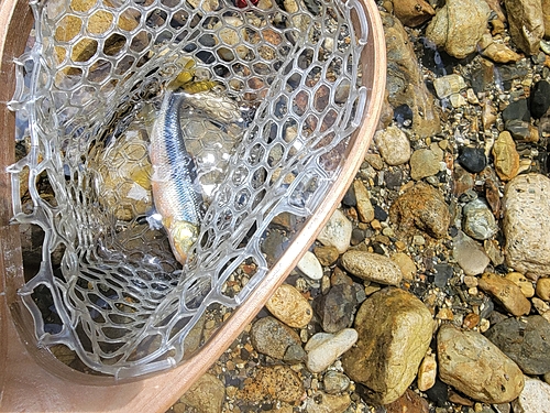 カワムツの釣果