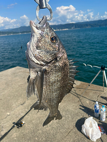 チヌの釣果