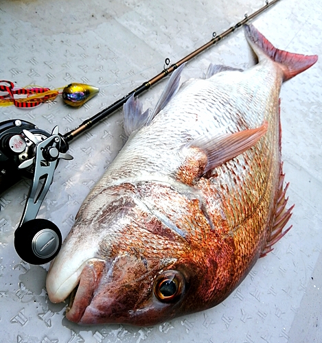 マダイの釣果