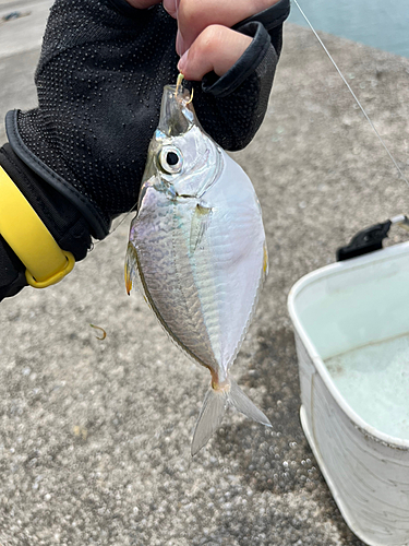 ネッタイヒイラギの釣果