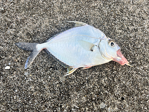 セイタカヒイラギの釣果