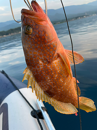 キジハタの釣果