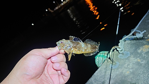 ハゼの釣果