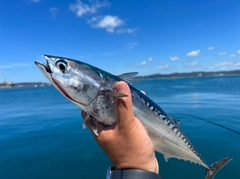 ソウダガツオの釣果