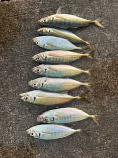 アジの釣果