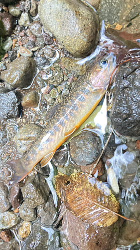 イワナの釣果