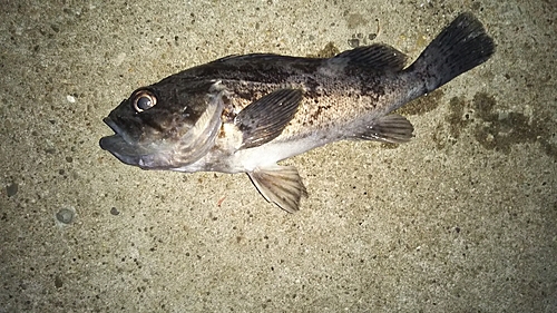 クロソイの釣果