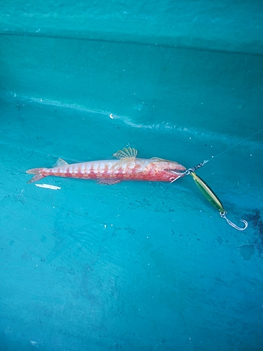 アカエソの釣果