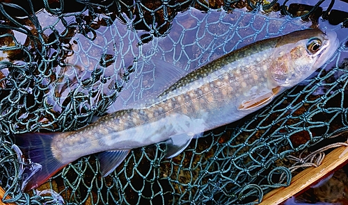 ニッコウイワナの釣果