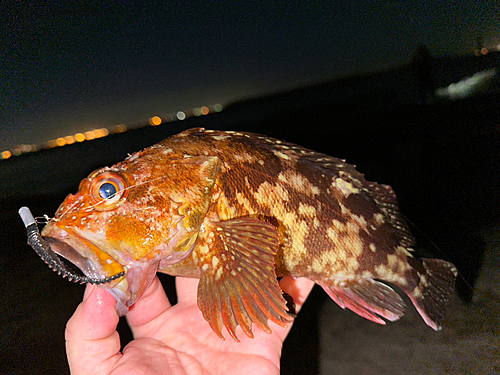 カサゴの釣果