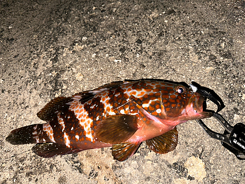 キジハタの釣果