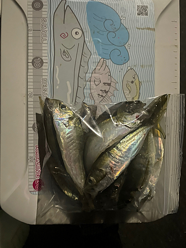 アジの釣果