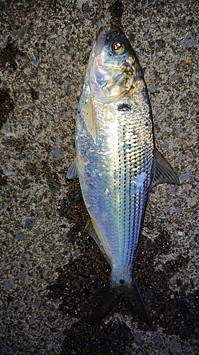 コノシロの釣果