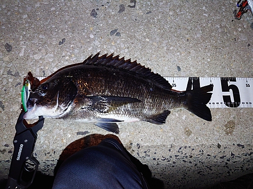 クロダイの釣果