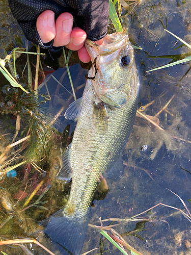 ラージマウスバスの釣果