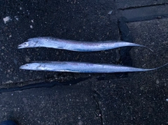 タチウオの釣果