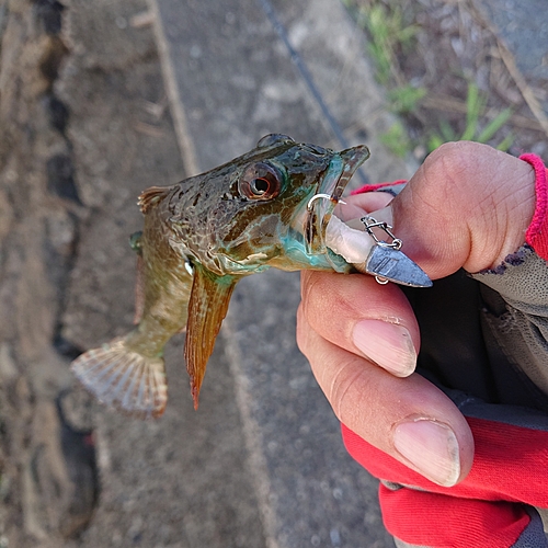 アナハゼの釣果