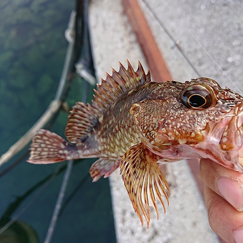 アラカブの釣果