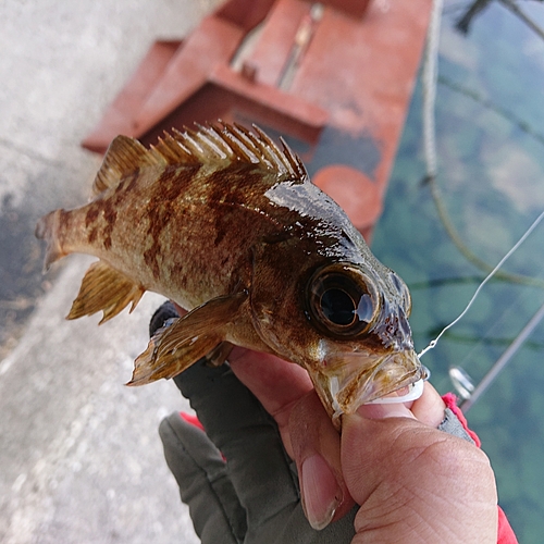 メバルの釣果