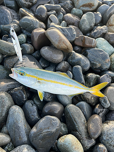 ワカシの釣果