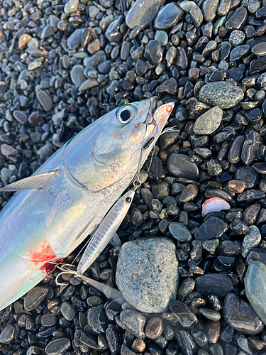 ソウダガツオの釣果