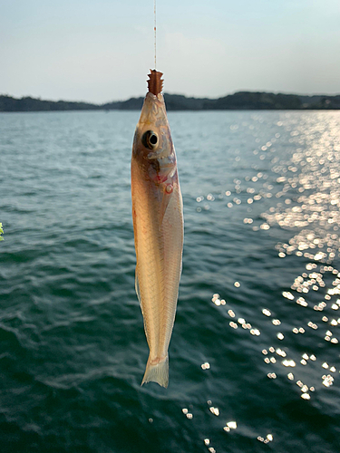 シロギスの釣果