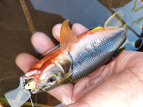 カワムツの釣果