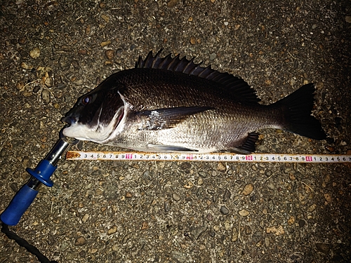 クロダイの釣果