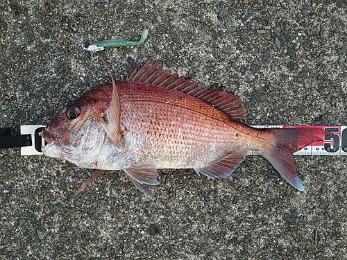 マダイの釣果