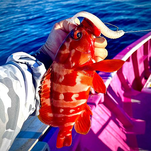 アカハタの釣果