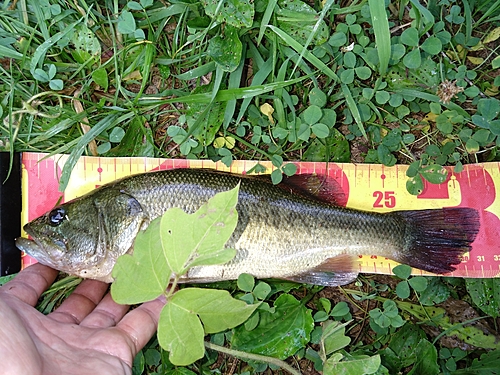 ブラックバスの釣果