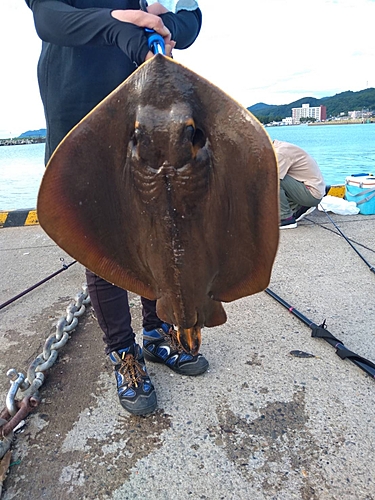 アカエイの釣果