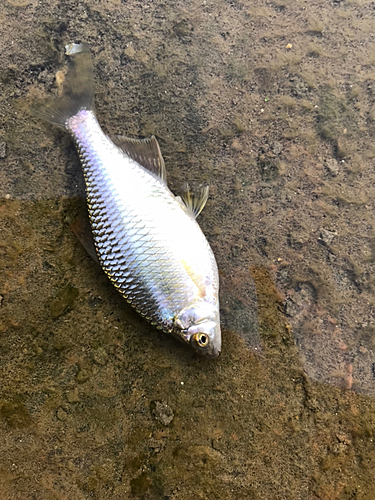 カネヒラの釣果