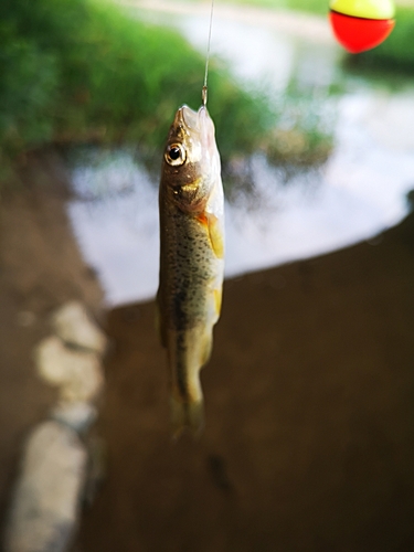 アブラハヤの釣果