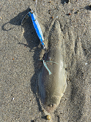 シタビラメの釣果