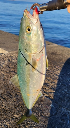 イナダの釣果