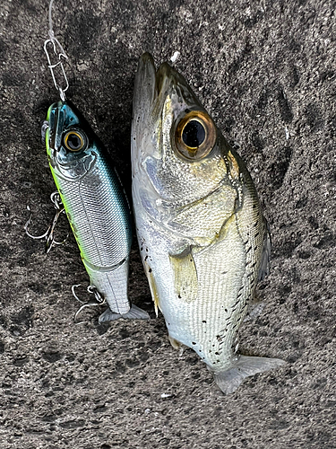 シーバスの釣果