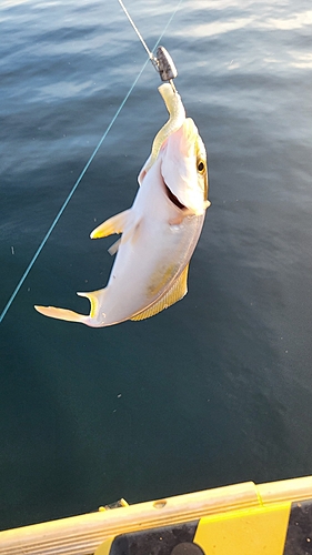 ワカシの釣果