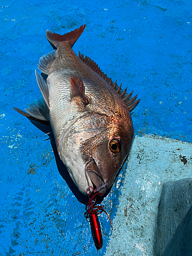 マダイの釣果