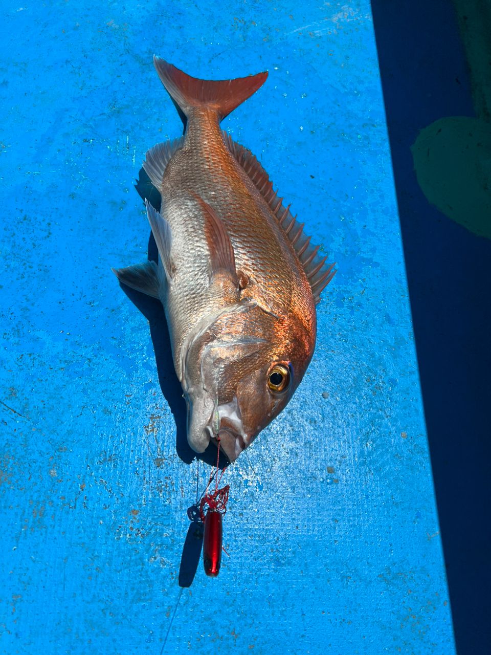 しょあマンさんの釣果 2枚目の画像