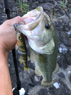 ブラックバスの釣果