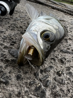 ヒラスズキの釣果