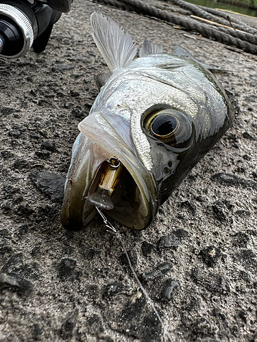 ヒラスズキの釣果