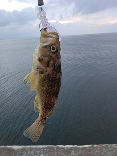 クロソイの釣果