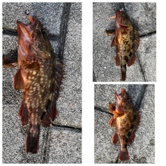 ガシラの釣果