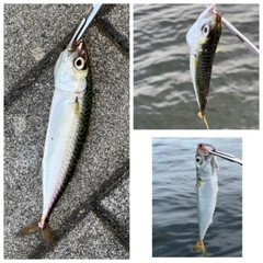 ガシラの釣果
