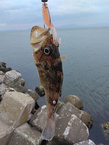 クロソイの釣果