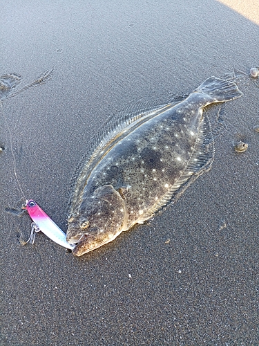 ソゲの釣果