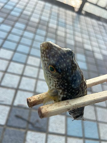 ショウサイフグの釣果