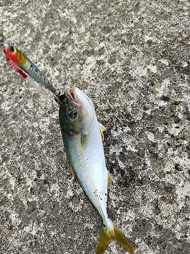 ツバスの釣果